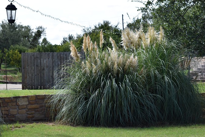 "Lovely Large Pampas Grass Along Rock Walkway"