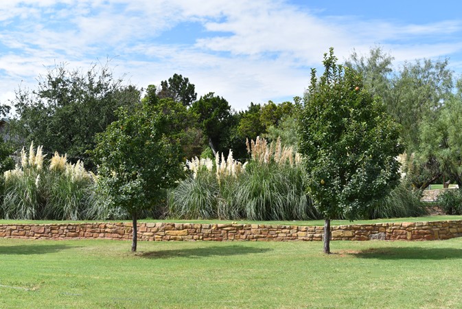 "View of Bridal Walkway Behind Pampas Grass"